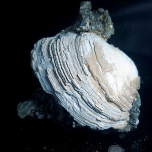 UV Reactive Fossilized Clamshell specimen U