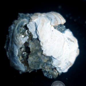 UV Reactive Fossilized Clamshell specimen W