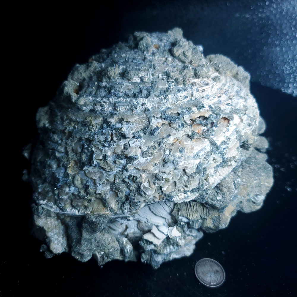 UV Reactive Fossilized Clamshell specimen Y