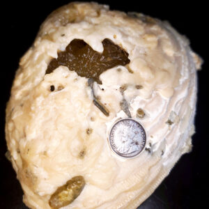 Fort Drum Display specimen C