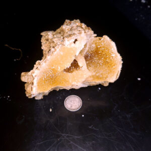 Fort Drum Display specimen D