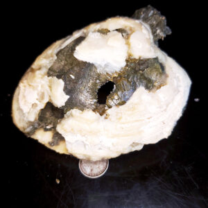 Fort Drum Display specimen E