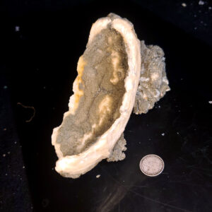 Fort Drum Display specimen I