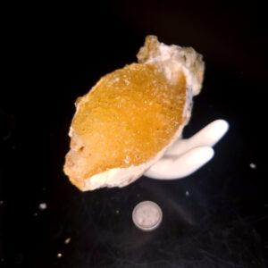 Fort Drum Display specimen N