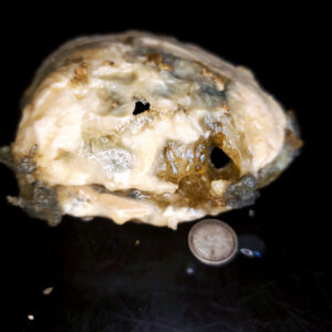 Fort Drum Display specimen Q