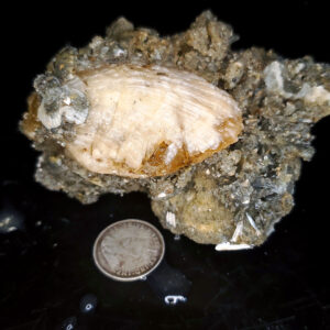 Fort Drum Display specimen V