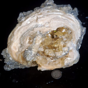 Fort Drum Display specimen Z