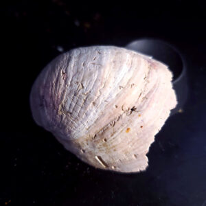 Fossilized Shell A