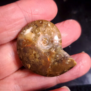 Ammolite Ammonite Specimen C