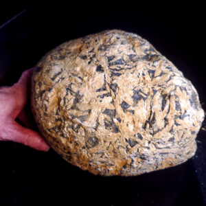 Pinolite - Specimen B