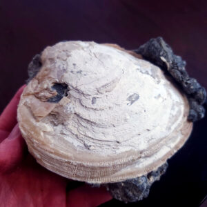 UV Reactive Fossilized Clamshell specimen C