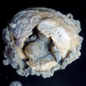 Fort Drum Display specimen W