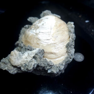 UV Reactive Fossilized Clamshell specimen M