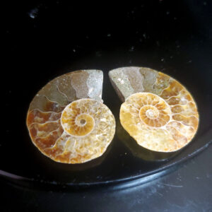 Ammolite Ammonite Halves