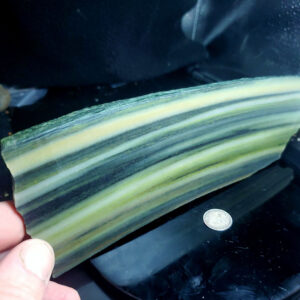 BC forest elfinstone