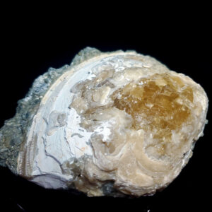 UV Reactive Fossilized Clamshell specimen A