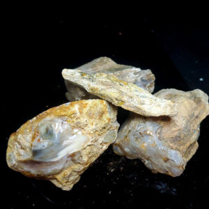 Petrified wood lot D