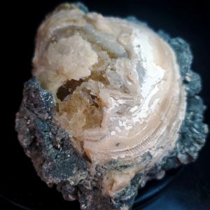 UV Reactive Fossilized Clamshell specimen K