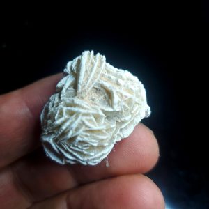 Desert Rose 1.25" across