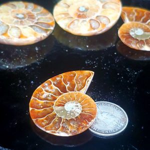 Ammolite Ammonite Halves