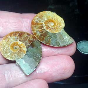 Ammolite Ammonite Halves F