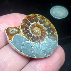 Ammolite Ammonite Halves G