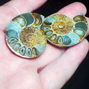 Ammolite Ammonite Halves J