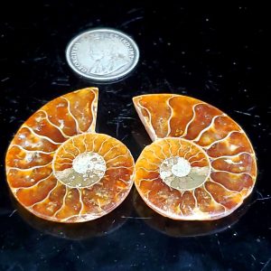 Set of 2 ammolites 1" across