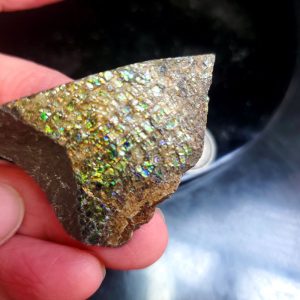 Ammolite Specimen - Small F
