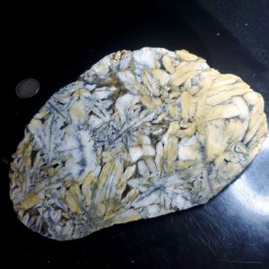 Pinolite slab Y