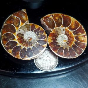 Ammolite Ammonite Halves G