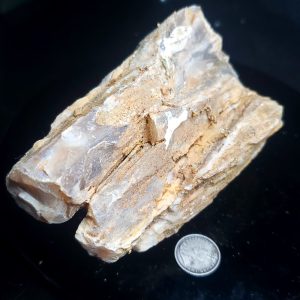 Petrified wood 3.5" long