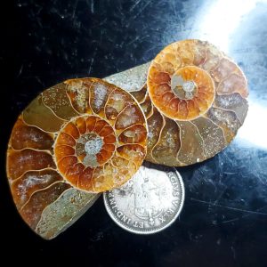 Ammolite Ammonite Halves A
