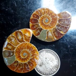 Ammolite Ammonite Halves B