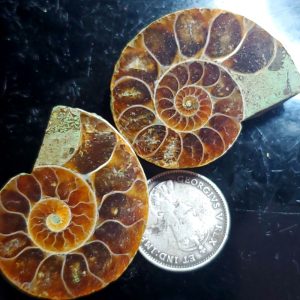 Ammolite Ammonite Halves C