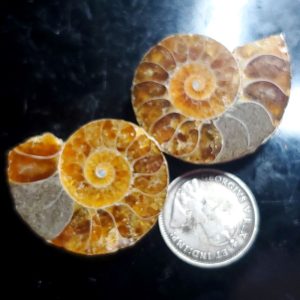 Ammolite Ammonite Halves D