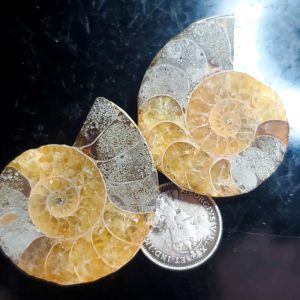 Ammolite Ammonite Halves E