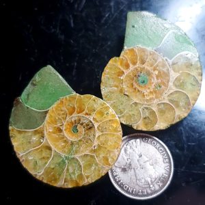 Ammolite Ammonite Halves H