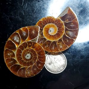 Ammolite Ammonite Halves I