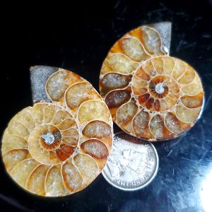 Ammolite Ammonite Halves J