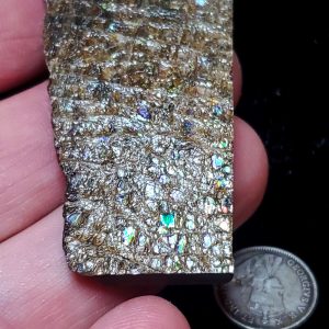 Ammolite Specimen - Small Q