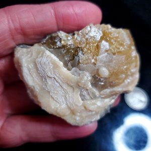 UV Reactive Fossilized Clamshell specimen W