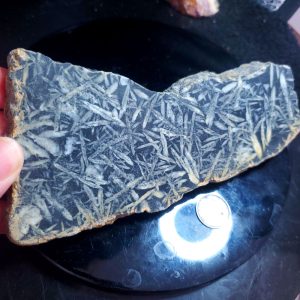 Pinolite slab Y