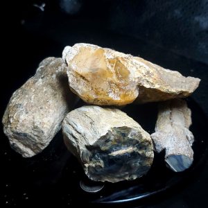 Petrified wood lot C