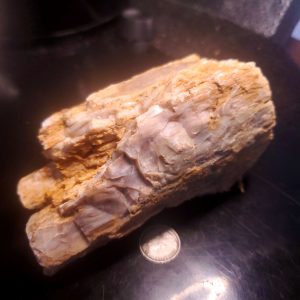 Petrified wood 3.5" long