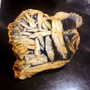 Pinolite - Specimen U