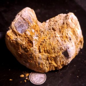 Petrified wood 2.5" wide