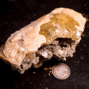 Fort Drum fossilized clam with calcite 3" across