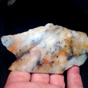 Golden Griffin Slab E