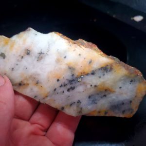 Golden Griffin Slab J